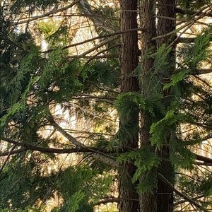 Meet your Posher, Kira